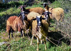 Σε «καραντίνα» η Καστοριά λόγω ευλογιάς των αιγοπροβάτων: Έκτακτα μέτρα για την καταστολή της διασποράς