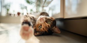 Are cats getting tamer – or is it people who are changing?