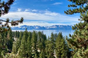 16 more trees poisoned in wealthy Lake Tahoe enclave