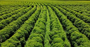 Brasil tenta recuperar mercado de café nos EUA após tombo de 43%