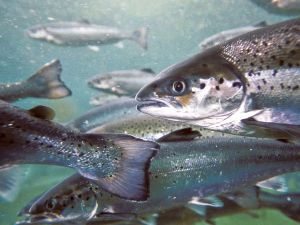 Premier Eby needs to pressure Ottawa to keep salmon farming commitment