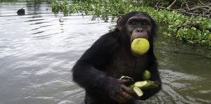 Fruit and honey fuelled the early evolution of the human brain
