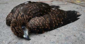 Birds Are Flying Into Delhi's Offices to Escape the Heat and Rescue Teams Say It's a Warning