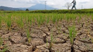 Così El Niño accende il mondo: caldo, siccità e prezzi alle stelle ma è l’Europa a pagare il conto