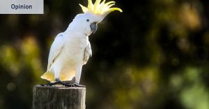 You can’t give a cockatoo a face mask. There’s only one way to fight bird flu