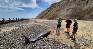 Experts left stumped by whales that died on Norfolk beach