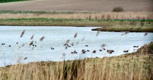 North Norfolk spot named among the best in the UK for 'rare and wonderful' wildlife