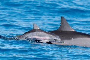 Dolphins are disappearing from Hawaii's coast. Scientists may know why.