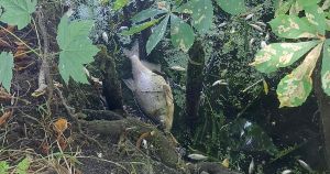 Thousands of dead fish removed from Norfolk river