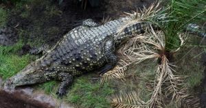 Photos emerge of near-deserted crocodile enclosure where boy, 3, was thrown in