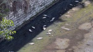 Crisi idrica a Padova: scatta l’allarme sanitario per pesci morti e canali verdi
