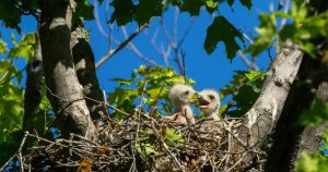 From fluffy chicks to first flight: Following a red-tailed hawk family
