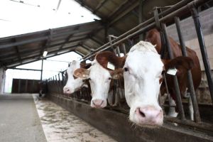 Gestion de l’offre: c’est la souveraineté alimentaire et l’occupation du territoire, stupide!