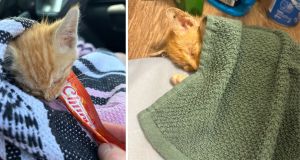 A flea-infested kitten tried to hide in a Hy-Vee parking lot. Then the Cat Distribution System kicked in.