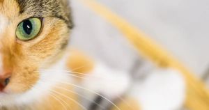 Meine Katzen zeigen mir täglich: Ich bin ihr Personal – und lerne dabei viel