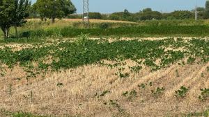 Agricoltura, a Padova danni per 50 milioni a causa del caldo: «Sarà peggio del 2022»