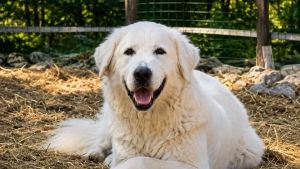 Vagava da un anno nelle campagne friulane: la cagnolina Olimpia ha trovato casa