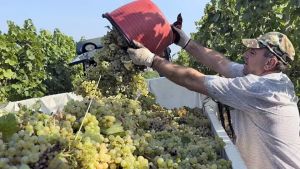 Caldo e siccità, la vendemmia del Pinot grigio è in anticipo, in calo la raccolta