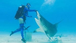 Can sharks help predict hurricanes? Scientists think so