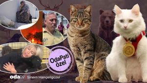 Van kedisinden mahallenin tekirine: Türkiye'nin kedi mozaiği