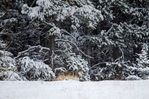 The wolf cull in B.C. must be audited to determine if humane standards are being used
