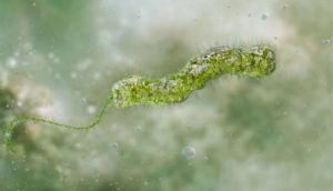 Louisiana: Five deaths reported from flesh-eating bacteria in seawater