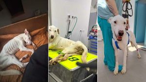 Pongo torna a sorridere e pesa 27 chili. Ma resta il dubbio del gatto scomparso