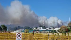 Incendio boschivo tra Monfalcone e Duino: fumo visibile da chilometri di distanza
