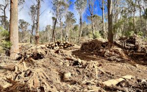 Why I support a carbon method for limiting the emissions from native forest logging