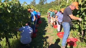 Uva in cantina prima di Ferragosto: in Friuli è scattata la vendemmia più calda di sempre