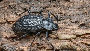 Amazonian race bugging scientists