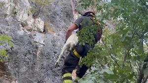 Capra in trappola tra le fiamme del Monte Moregallo: la salvano i vigili del fuoco