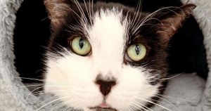 Get ready to howl: Humane Society fundraiser set to raise funds for animals in need