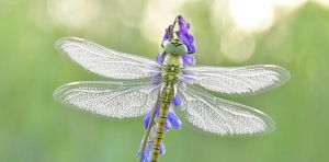 New research estimates around 20 million insect species on Earth — doubling those facing extinction