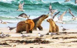 Australia should vaccinate threatened wildlife against bird flu