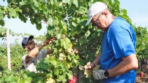 Vendemmia al via sui Colli Euganei, il caldo si fa sentire: «Ghiaccio secco per preservare l’uva»
