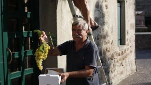 Ad Arquà la vite di duecento anni che veglia il poeta Petrarca