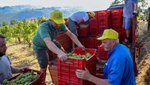 Le sfide climatiche: vendemmia in anticipo e uve di buona qualità