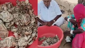Rajasthan: Farmer buries Rs 5 lakh in field to hide it from family, termites destroy it