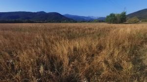 Il caldo e la siccità mettono in ginocchio gli agricoltori del Fvg: «Bruciati interi raccolti»