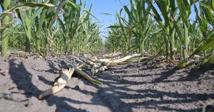 Dürre: Milliardenschaden für Landwirtschaft