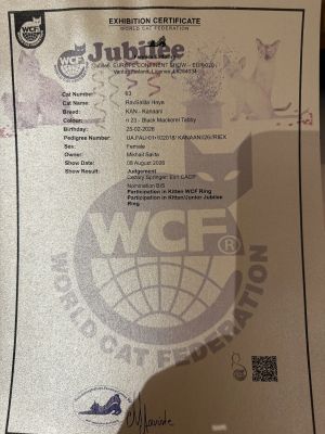Holy Land’s Kanaani Cat Breed Makes History at WCF Debut in Finland