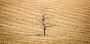 As severe drought hits, the UK’s food system faces crisis – here’s how to change that