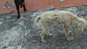 Denutriti e piagati: la Forestale salva due cani, un lagotto e un labrador