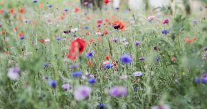 Conservation project launched with aim to revive wildlife using traditional methods