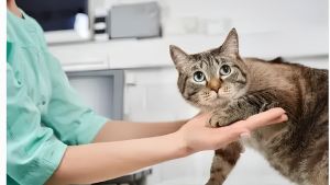 Sospeso il servizio 118 veterinario a Imola: i gatti soccorsi a spese dei cittadini