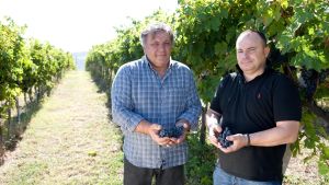Rebus vendemmia: “La grandine? Noi fortunati, A 500 metri da qui ha fatto enormi danni”
