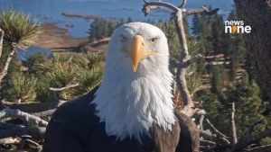 Who was Jackie the bald eagle and why are millions mourning the Big Bear star?