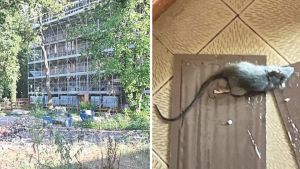 Cantiere nella villa abbandonata, topi nei giardini delle case vicine: il caso a Codroipo
