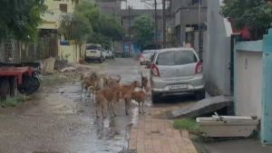 Maharashtra: Stray dog menace in Chandrapur city, 52 bitten so far